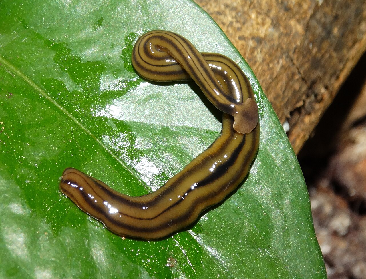 Bipalium_kewense_on_leaf_(cropped)