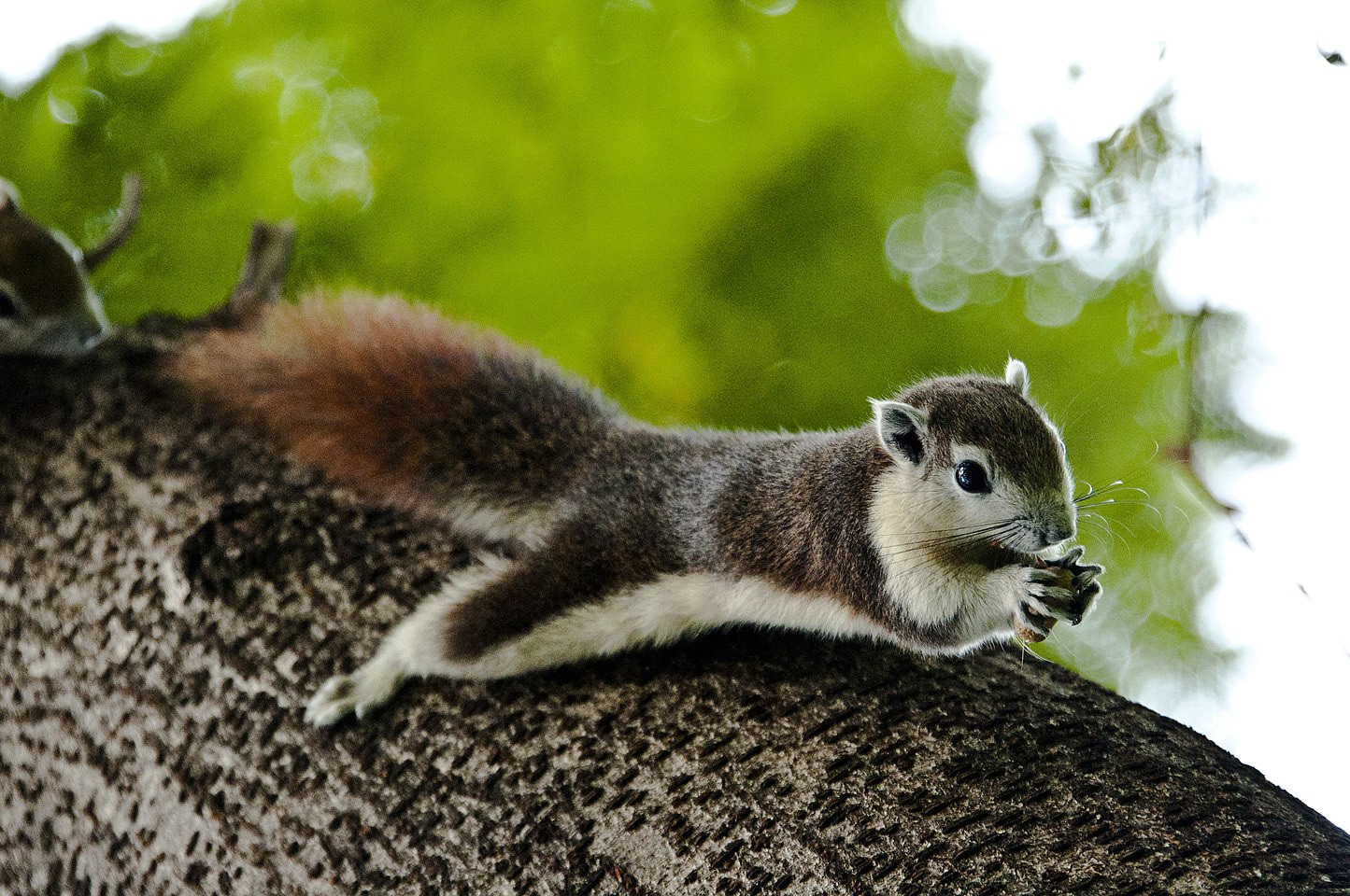‘s_squirrel_(variable_squirrel)