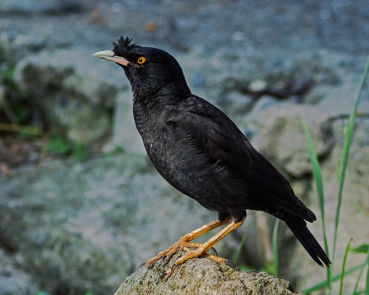 Crested myna, Osaka, Japan.