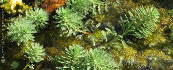 vodna rastlina, brazilski rmanec, Myriophyllum aquaticum