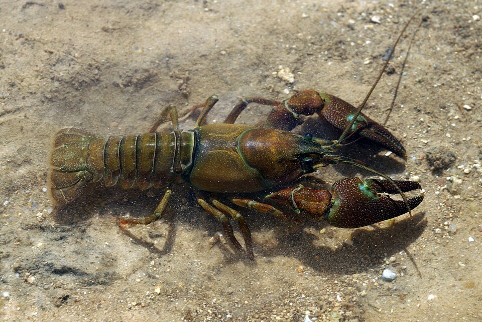 Pacifastacus_leniusculus_01_by-dpc