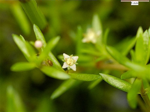 crassula_helmsii_199b