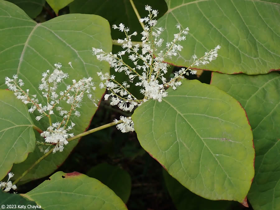fallopia x bohemica