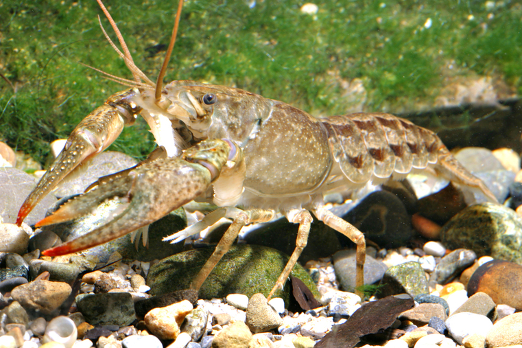 faxonius immunis