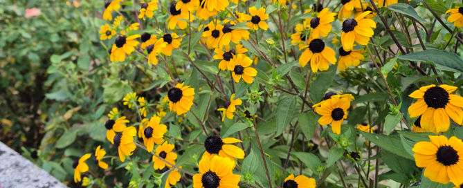 okrasna rastlina, rudbeckia
