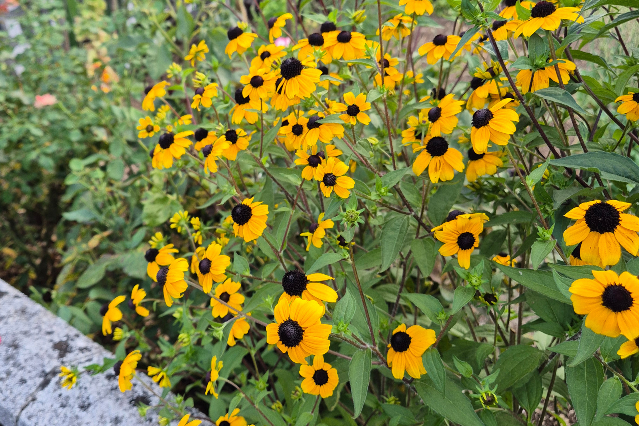 okrasna rastlina, rudbeckia